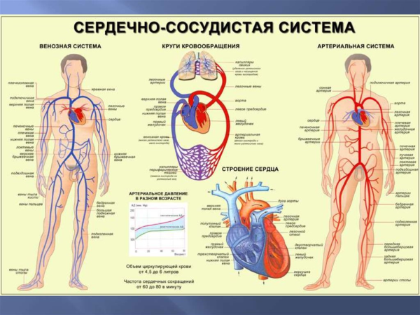 Строение кровеносной системы человека
