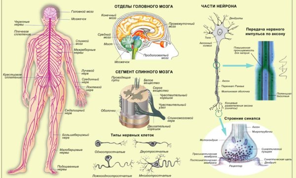 Нервная система человека схема для детей