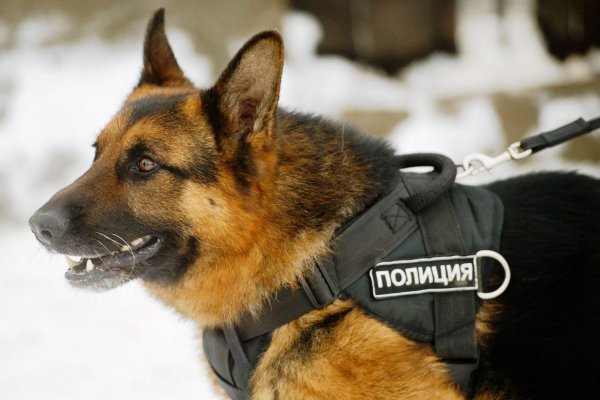 Кинологическая овчарка