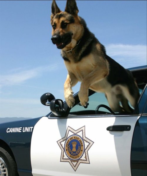 Картинки собака овчарка полицейская (49 фото)