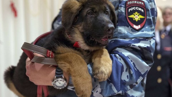 Овчарка Добрыня