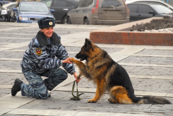 Немецкая овчарка служебная собака