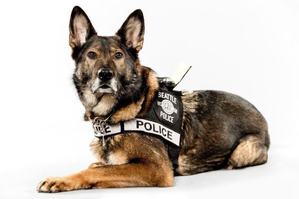 K-9 овчарка