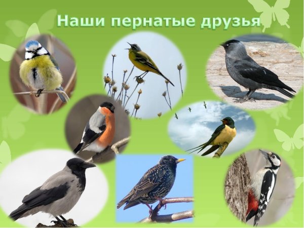 Наши пернатые друзья