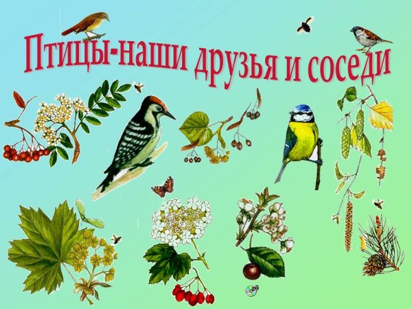 Птицы наши друзья