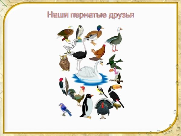 Наши пернатые друзья