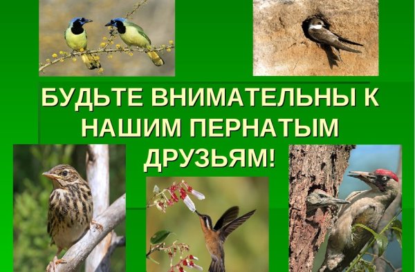 Птицы наши пернатые друзья