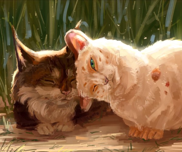 Арты котов