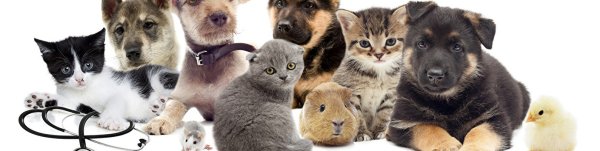 Кошки братья наши меньшие