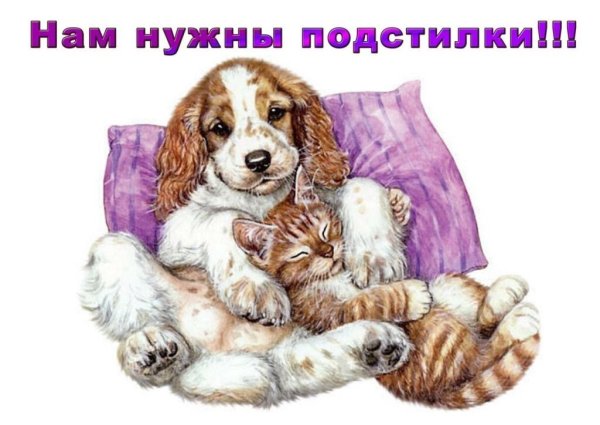 Рисовать кошку и собаку