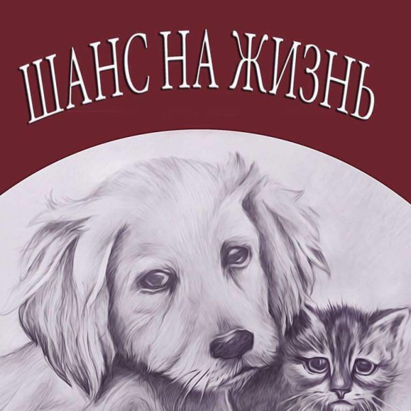 Иллюстрации бездомных животных