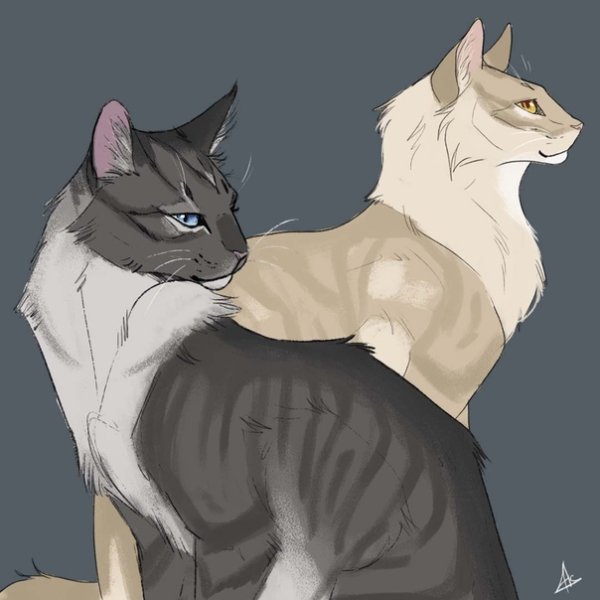 Коты Воители Коршун и Мотылинка