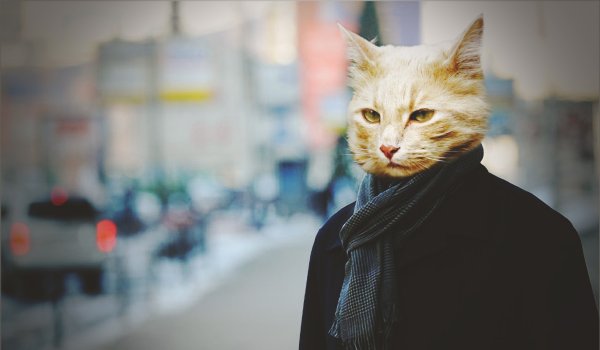 Кот в пальто