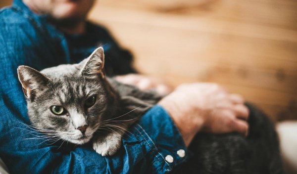 Мужчина с котом на руках