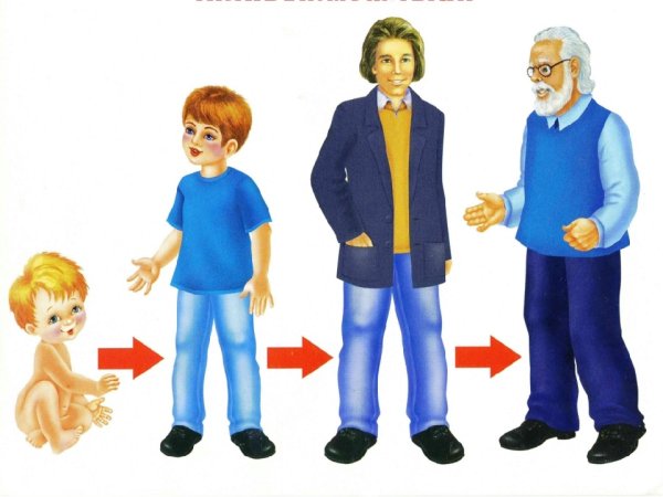 Как растет человек для детей