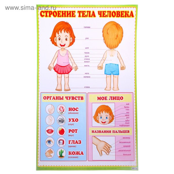 Тело человека для дошкольников