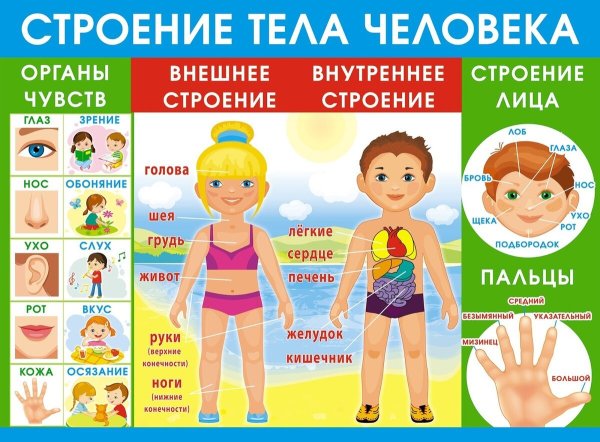 Тело человека для дошкольников