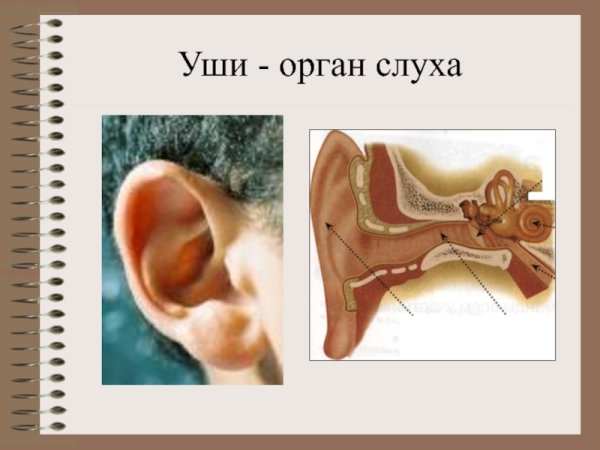 Уши орган слуха