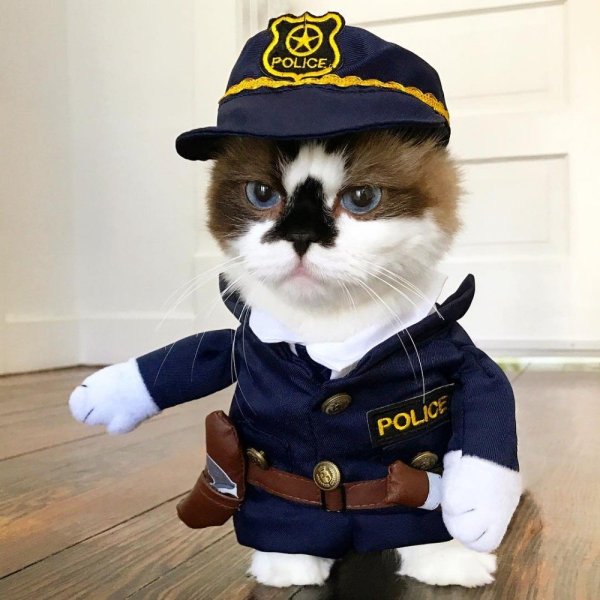 Котик в костюме полицейского