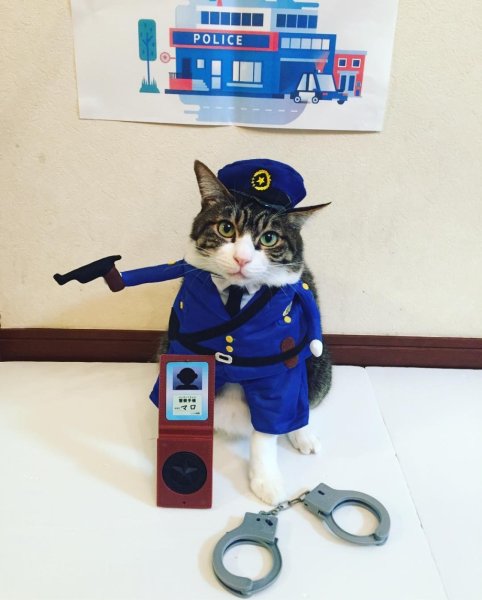 Котенок полицейский