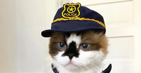 Котенок полицейский