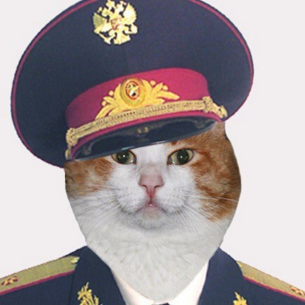 Кот в фуражке