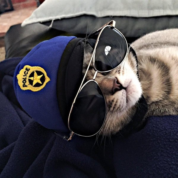 Коты полицейские