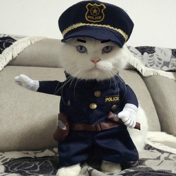 Котик в полицейской форме