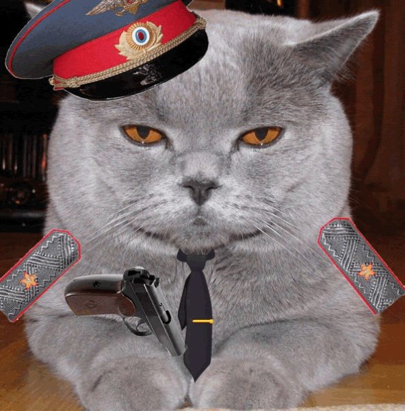 Кошка полицейский