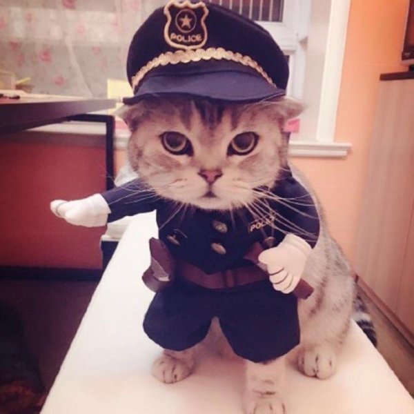 Котенок в полицейской форме