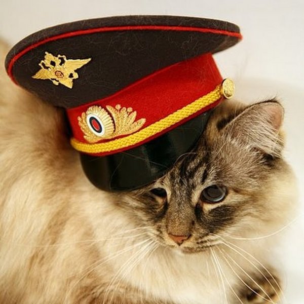 Кот в военной фуражке