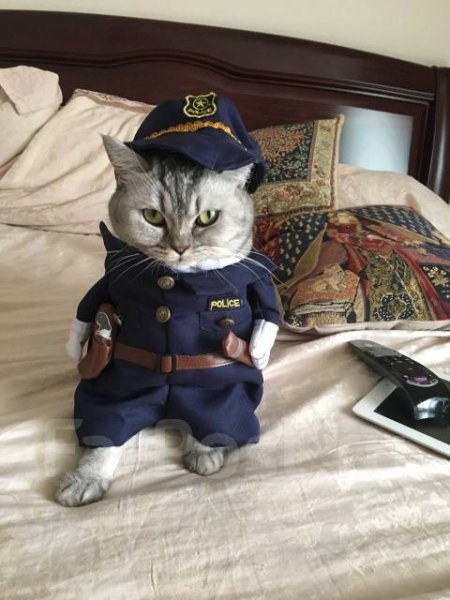 Котик в полицейской форме