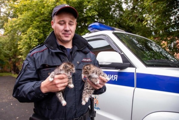 Котенок полиция