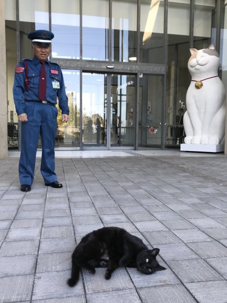 Кошка полицейский
