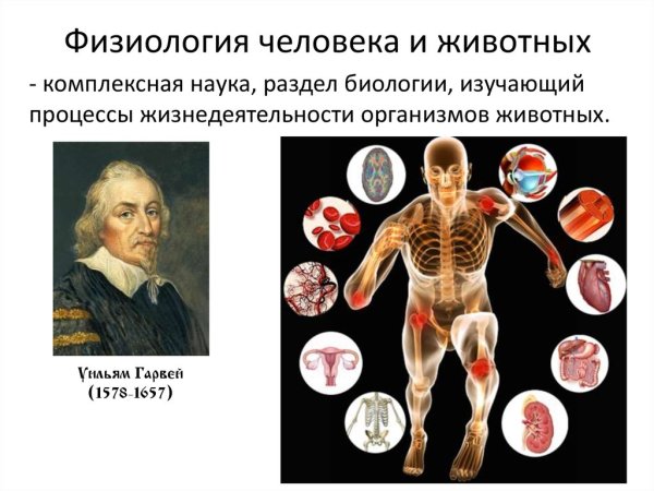 Физиология человека