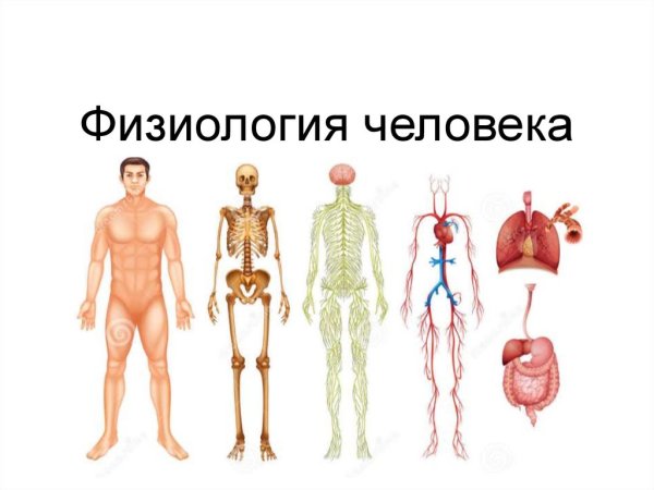 Что в человеке физиологического