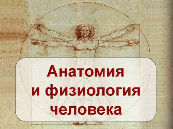 Анатомия и физиология че