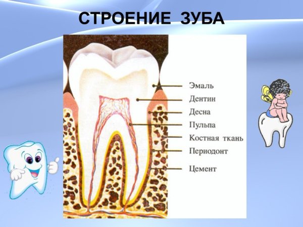 Зуб строение анатомия кариес