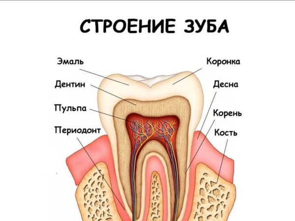 Строение зуба человека схема анатомия