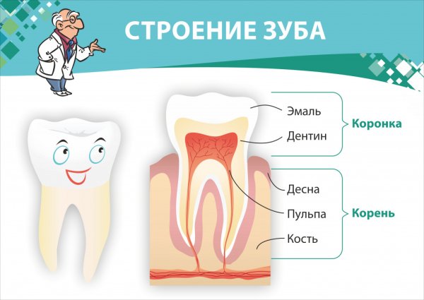 Строение зуба