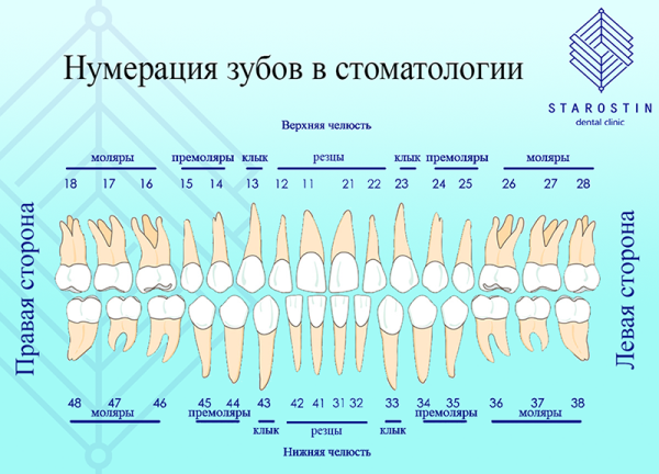 Зубы анатомия резцы клыки