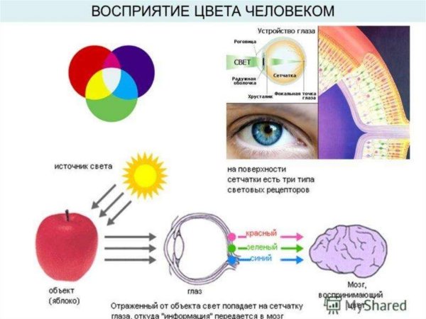 Восприятие цвета глазом