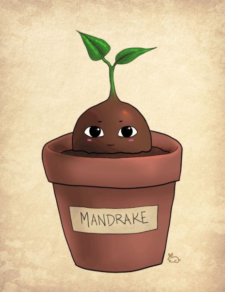 Mandrake Harry Potter