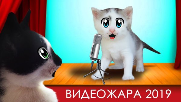 Кот малыш с канала Анука давайка