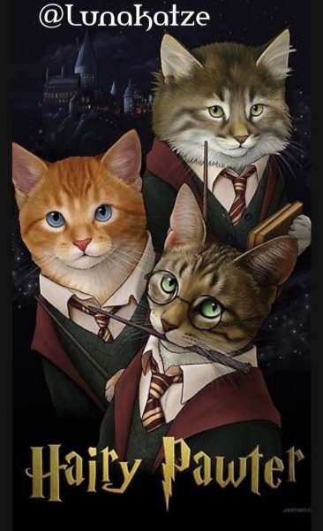 Кот Гарри Поттер
