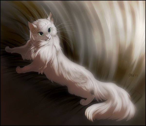 Коты Воители белый кот