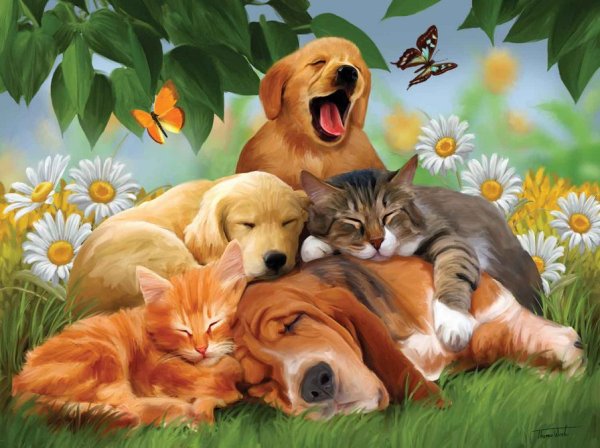 Собачки и кошечки