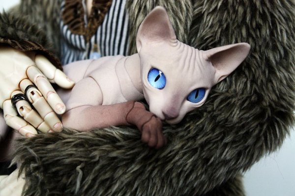 БЖД кошки