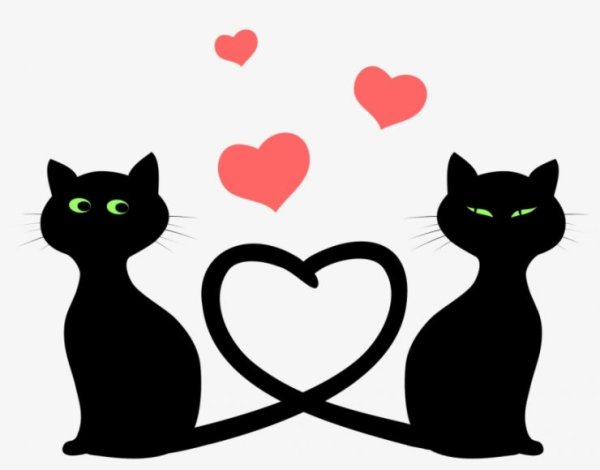 Влюбленные коты