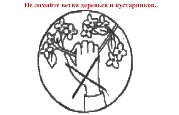 Не ломайте ветки деревьев и кустарников